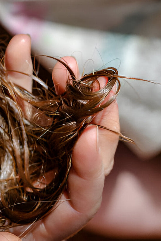 Can Wigs Get Lice